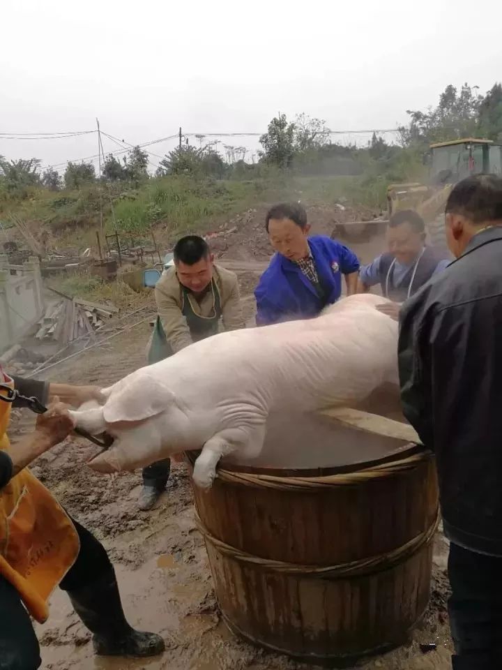 割下猪头,开膛破肚…把一头大肥猪清清爽爽地改成小块的便于贮存的