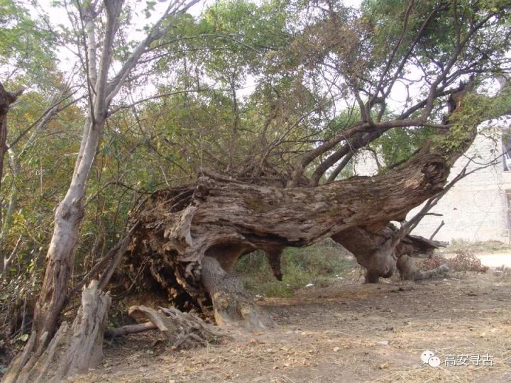 高安gdp超樟树有哪些_谷雨季 诗歌专辑 漆宇勤 向朴素的树木致敬(2)