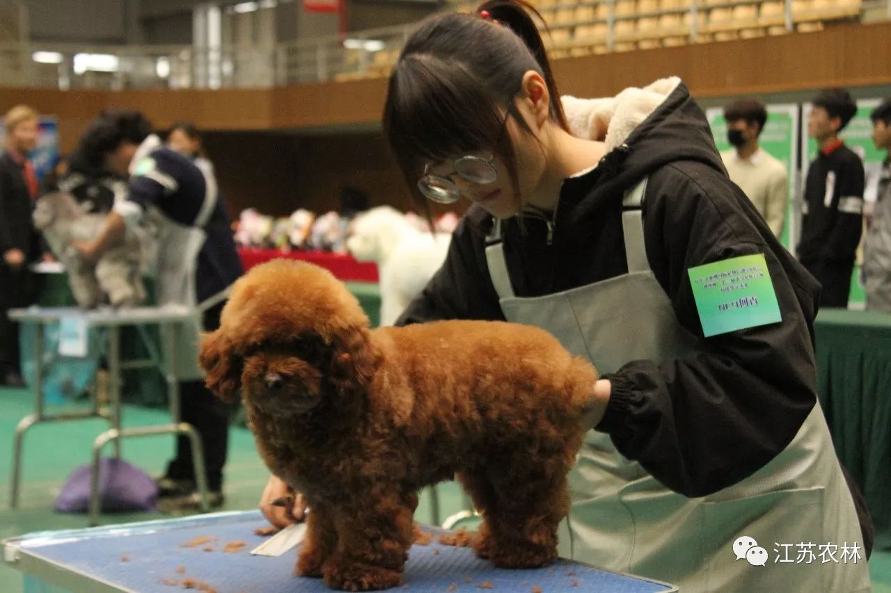 汪星人本来就是萌神 还要给他们打扮做美容提到宠物美容 真