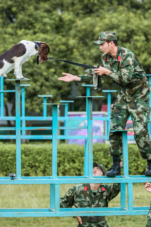 《奇兵神犬》杨烁照看幼犬状况百出