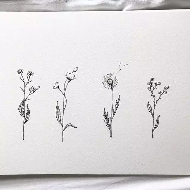 怎么用铅笔画植物