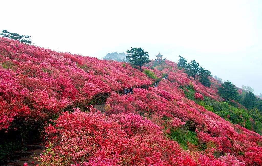 中国十大名花欣赏大开眼界