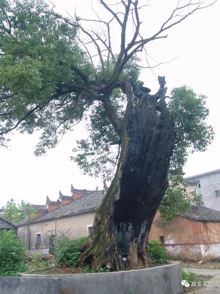 高安gdp超樟树有哪些_谷雨季 诗歌专辑 漆宇勤 向朴素的树木致敬(2)