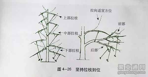 "傻瓜式"苹果树修剪技术!看过的都说非常好!