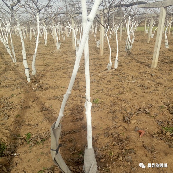 落叶后对已上架的果园进行树体涂白,主要涂抹主干和枝蔓处;选用包裹