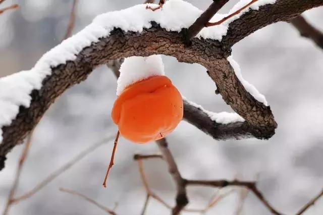 喝了蜜的大柿子所以,它也是只能在寒冷的冬天才能吃到的美味啊!
