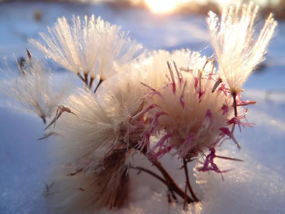 每日一歌:《雪绒花》