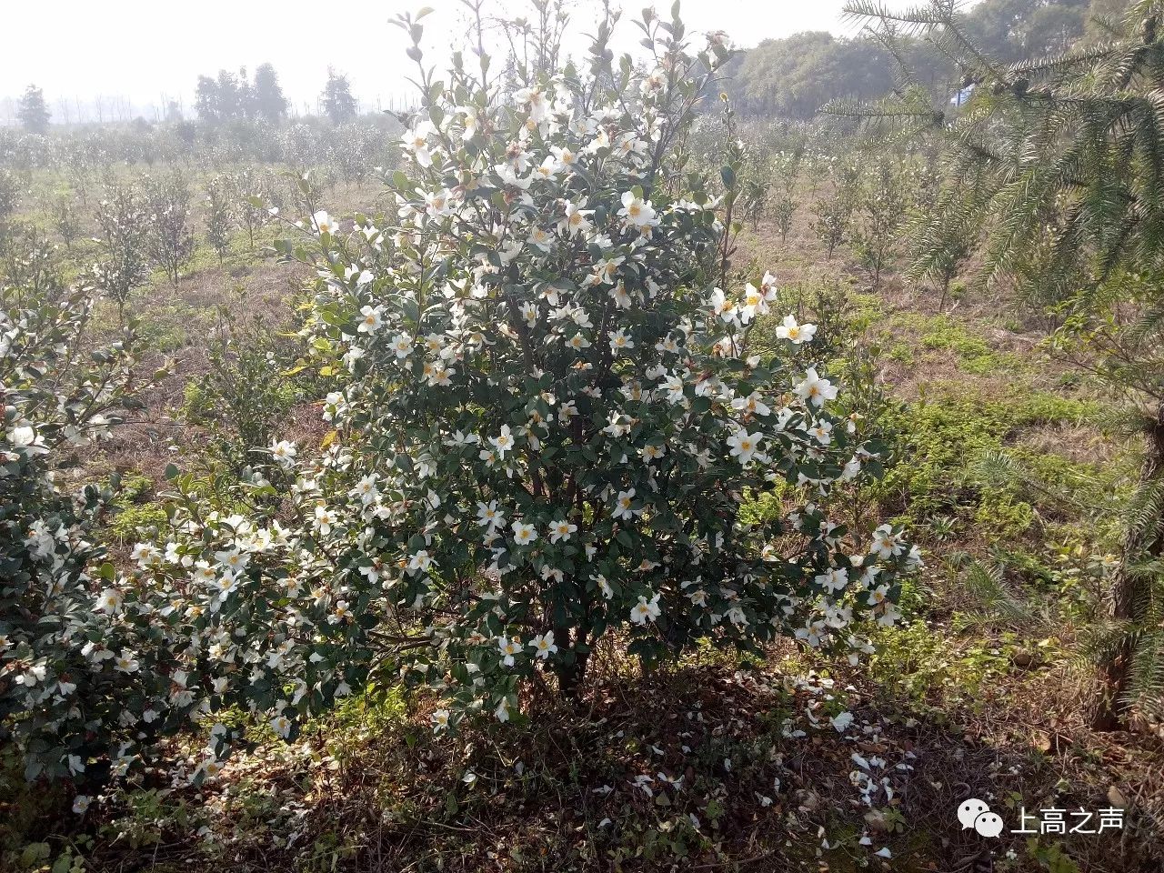 油茶,又名山茶树,茶子树,茶油树,10月上,中旬为初花期,11月下旬至12月