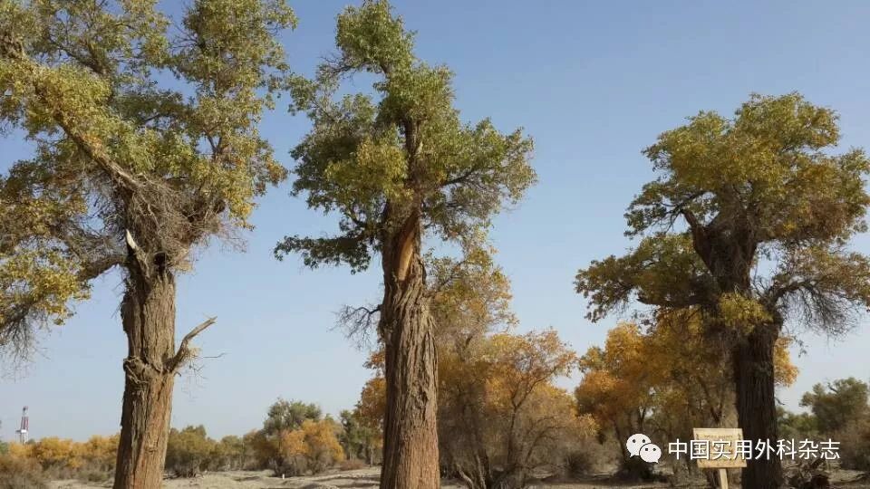 下肢缺血性疾病规范化治疗争议与共识陈跃鑫,周梦馨,刘昌伟中国实用