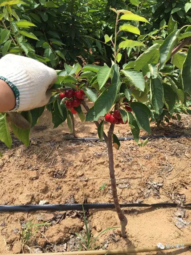 从五方面讲述樱桃树对种植环境的要求