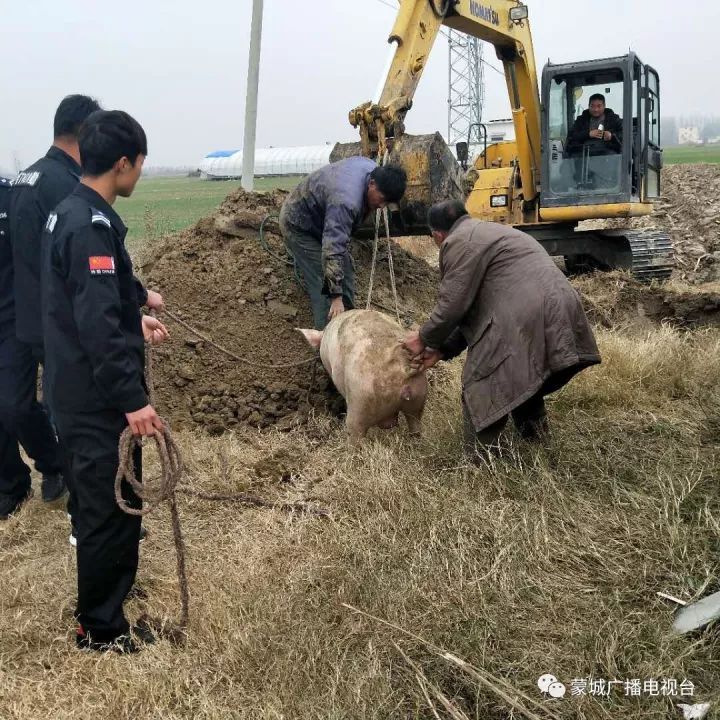 到达现场后,经了解:为村民张洪学家的母猪自己失足掉到河里.