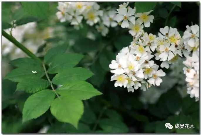 荼蘼 花开 末路之美 开到荼蘼花事了 尘烟过 知多少?