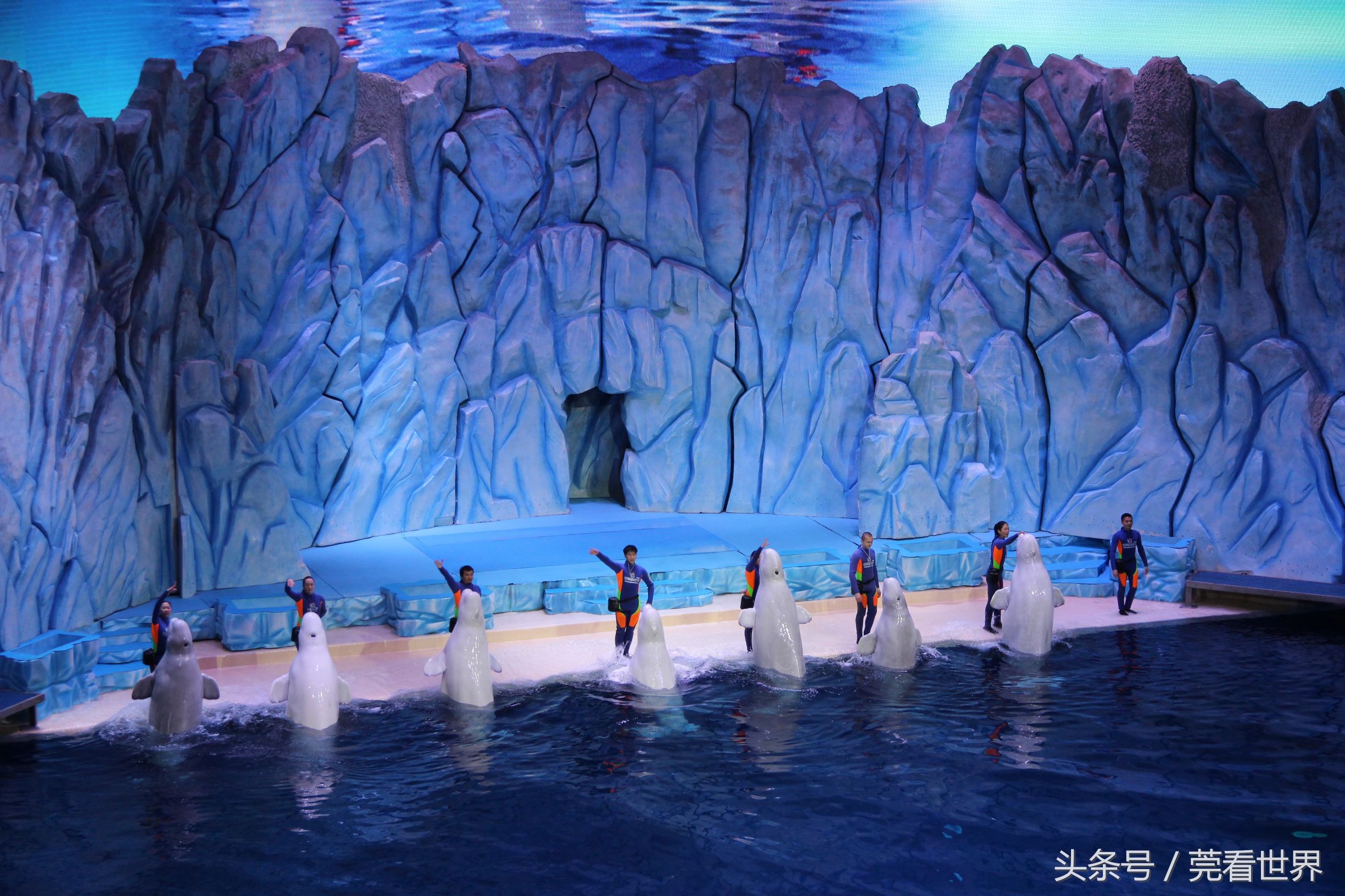 【携程攻略】横滨八景岛海岛乐园景点,白鲸的表演超可爱啊，跳楼机超高，过山车超刺激。