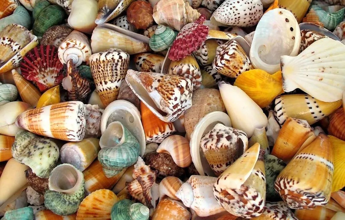 据小纺所知,贝壳的种类超级多,是大自然的鬼斧神工之作,色彩和纹理也