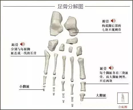 足骨分解图