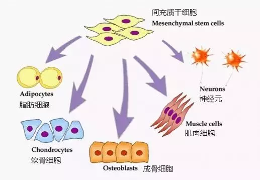 能分化为脂肪细胞,成骨细胞,软骨细胞