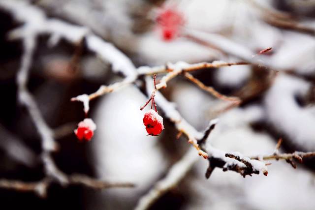 大雪三候