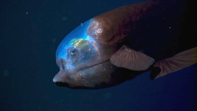 深海荧光的巨型管水母(siphonohore)