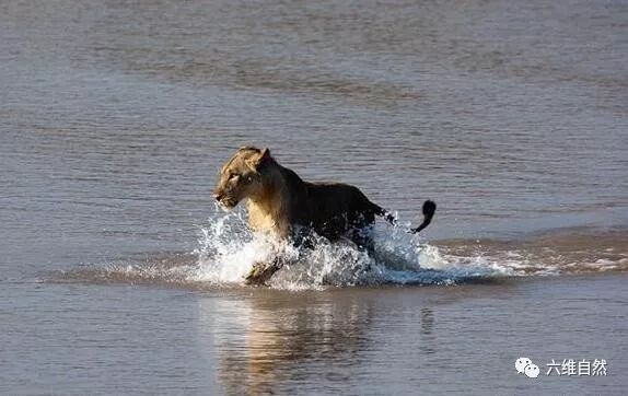 小斑马过河遇鳄鱼袭击 狮子过河遭鳄鱼吃掉（图片）