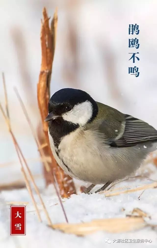 【一候"鹃鸥不鸣】鹃鸥即寒号鸟,为阴物感阳者,得阳气则不再鸣叫