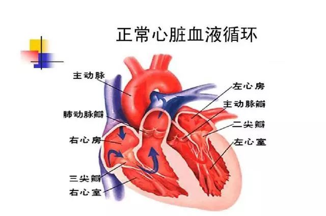 这个心脏瓣膜“开关”坏了，心脏会变大！