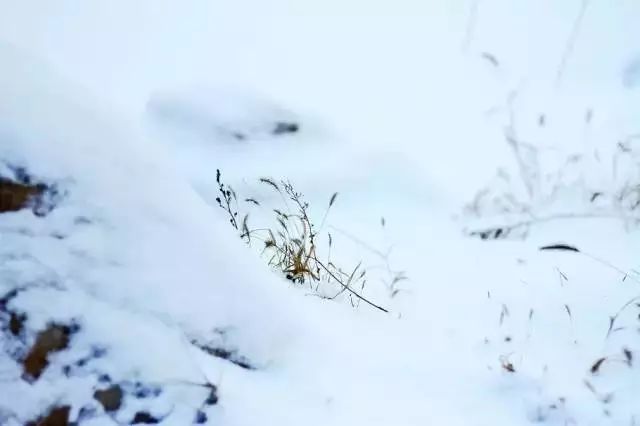 大雪:茫茫原野一片白 万物冬藏待春来