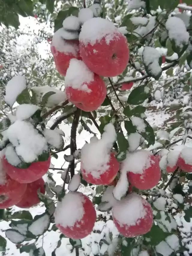 雪中的红苹果,你见过么?太美了!