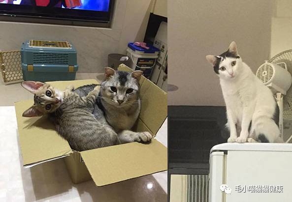 网友领养的猫不让网友麻麻抱 麻麻人前骂猫白目 人后却