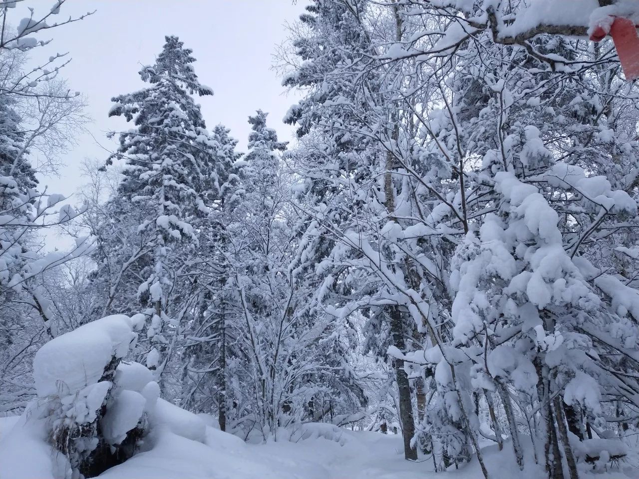 小游亲测最全最便宜雪乡攻略,这个白雪皑皑的童话世界