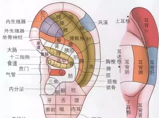 揉搓耳朵养生法