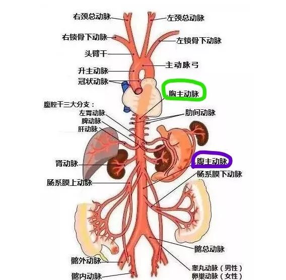 主动脉呢,说学术点,是体循环的动脉主干,其实通俗点,就是身体里面最