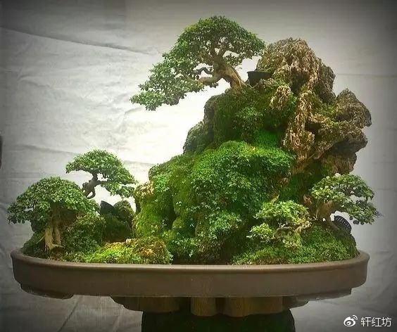 禅意的苔藓盆景