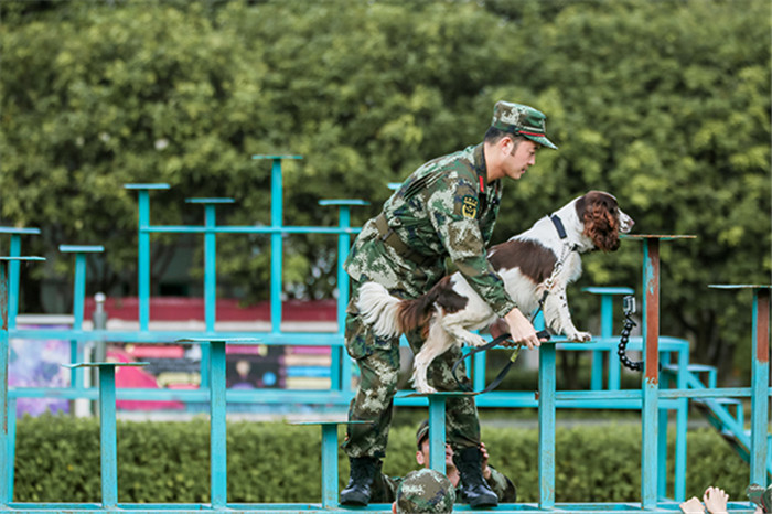 《奇兵神犬》"阿贝"再为沙溢争光