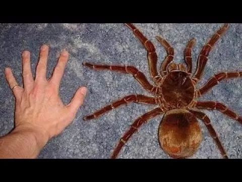 还好蜘蛛不吃人!专家:全澳2400万人还不够它们吃1年