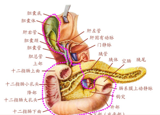 胰腺移植