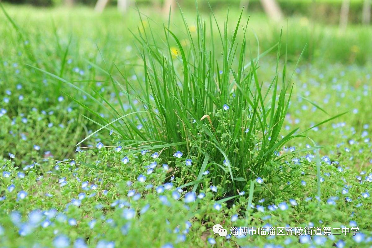 成语蓬宿草什么_苜宿草长什么样子图片