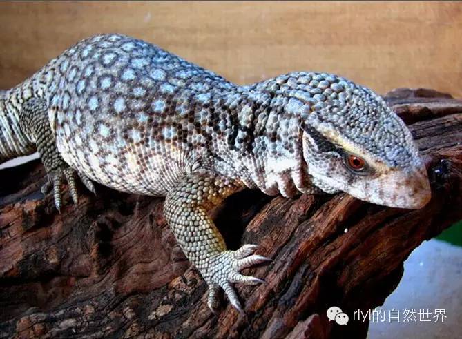 来自非洲大草原的小恐龙——平原巨蜥(varanus exanthematicus)