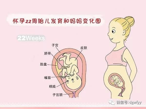 怀孕21周胎儿发育和妈妈变化