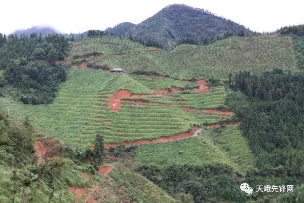 天峨县新一批农业示范区通过自治区考评验收