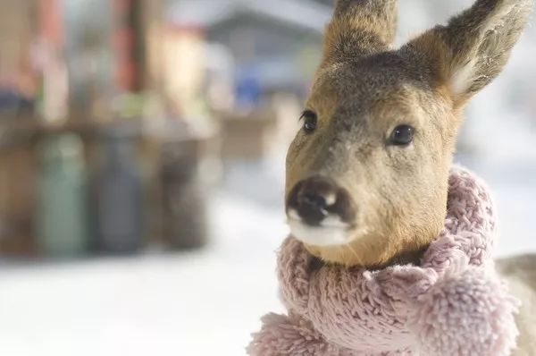 小游亲测最全最便宜雪乡攻略这个白雪皑皑的童话世界等你来玩