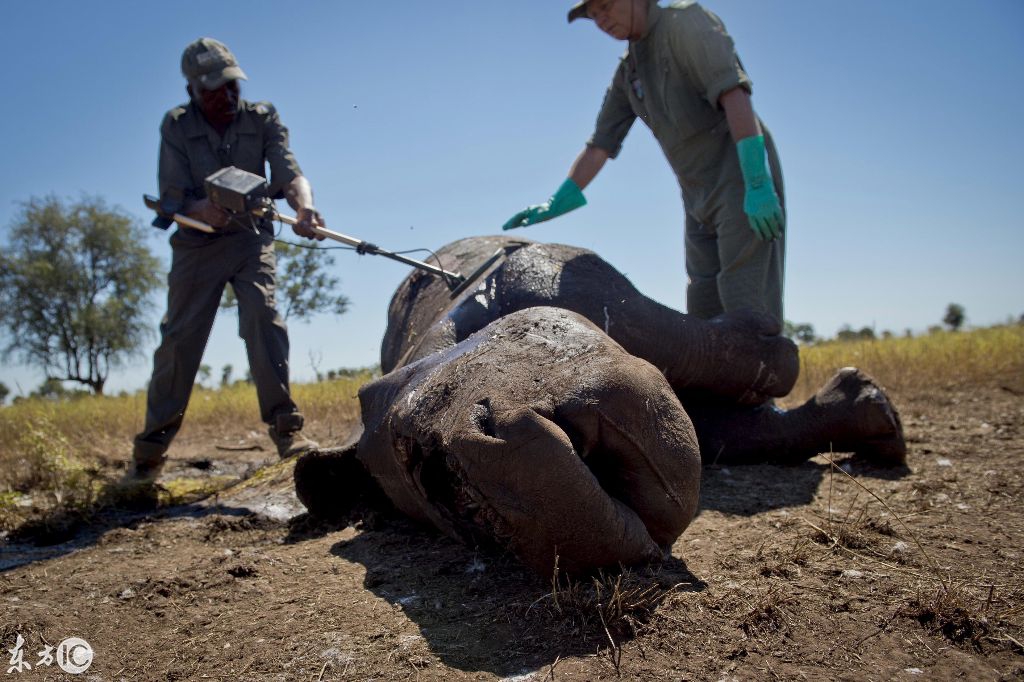 南非偷猎泛滥,一年杀害203头野生犀牛,只为了一个犀牛