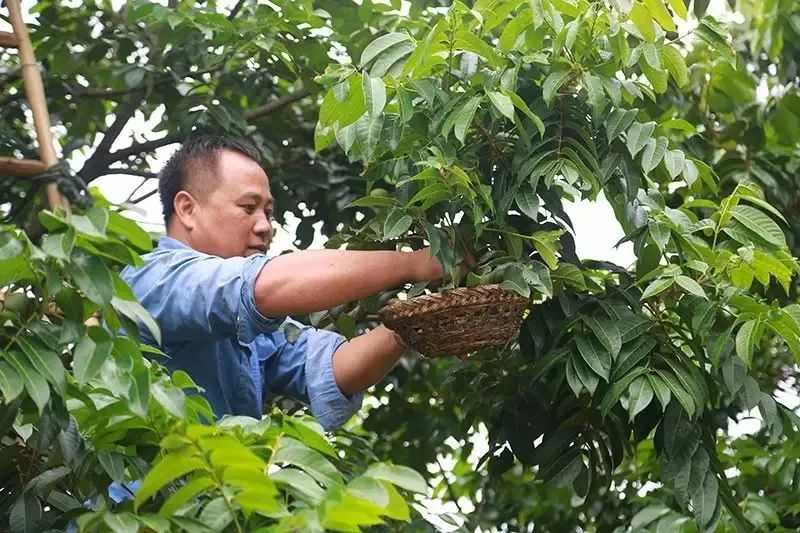 采摘橄榄 摄:程水华