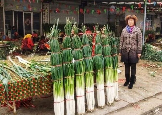 (密不透风的葱墙)章丘大葱,产于山东省济南市章丘区,山东省著名特产