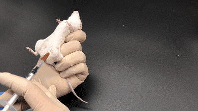 小鼠腹腔注射与尾静脉注射