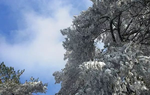 今日大雪 | 重庆周边最美雪景,尽情在雪地里撒欢吧