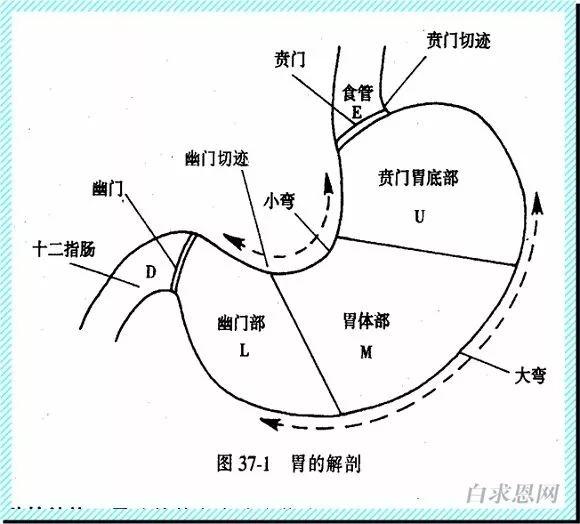 科技 正文  虽然近端胃切除术创伤更小,术后维生素b12缺乏等营养问题