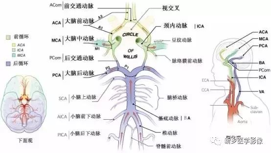 来源|放射沙龙 willis环(circle of willis),又被称为大脑动脉环