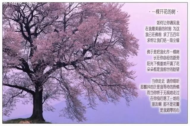 一颗开花的树 || "为你读诗"第二十一期