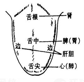 学会看自己的"舌头",就知道自己的身体状况