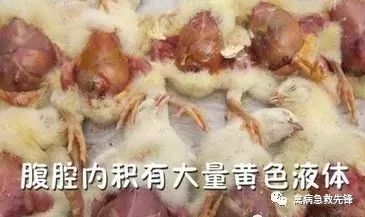 【冬季】减少肉鸡"腹水症"的方法?